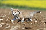 CORGI PEMBROKE 554